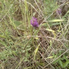 Cullen tenax (Tough Scurf-Pea) at Cooma Grasslands Reserves - 3 Dec 2023 by mahargiani