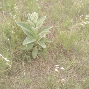 Verbascum thapsus subsp. thapsus at Cooma Grasslands Reserves - 3 Dec 2023 01:49 PM