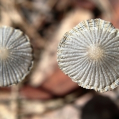 Coprinellus etc. (An Inkcap) at Higgins, ACT - 2 Dec 2023 by Trevor