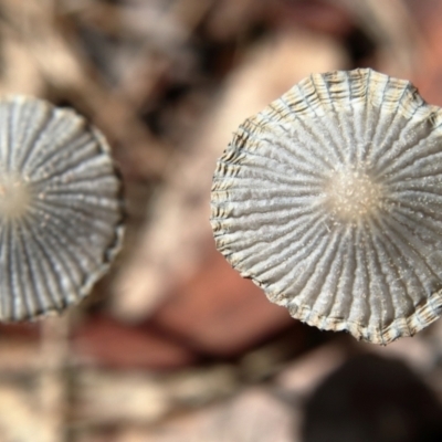 Coprinellus etc. (An Inkcap) at Higgins, ACT - 2 Dec 2023 by Trevor