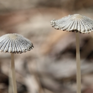 Coprinellus etc. at Higgins Woodland - 3 Dec 2023 08:55 AM