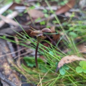 Chiloglottis sp. at Brindabella National Park - 3 Dec 2023