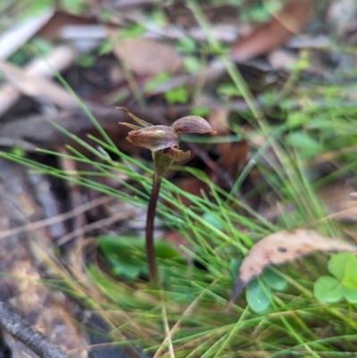 Chiloglottis sp. (A Bird/Wasp Orchid) at Uriarra, NSW - 2 Dec 2023 by Rebeccajgee