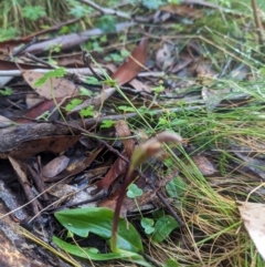 Chiloglottis sp. at Brindabella National Park - 3 Dec 2023