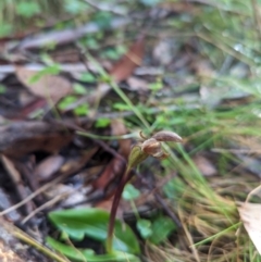 Chiloglottis sp. at Brindabella National Park - 3 Dec 2023