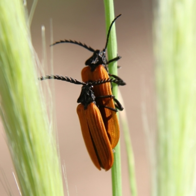 Porrostoma rhipidium (Long-nosed Lycid (Net-winged) beetle) at Higgins, ACT - 2 Dec 2023 by Trevor
