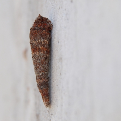 Lepidoscia (genus) IMMATURE (Unidentified Cone Case Moth larva, pupa, or case) at Higgins, ACT - 2 Dec 2023 by Trevor