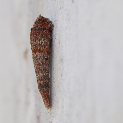 Conoeca or Lepidoscia (genera) IMMATURE (Unidentified Cone Case Moth larva, pupa, or case) at Higgins Woodland - 3 Dec 2023 by MichaelWenke