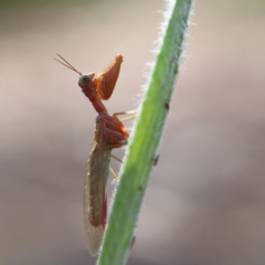 Campion sp. (genus) (Mantis Fly) at Higgins, ACT - 2 Dec 2023 by Trevor