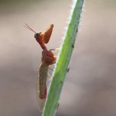 Campion sp. (genus) (Mantis Fly) at Higgins, ACT - 2 Dec 2023 by Trevor
