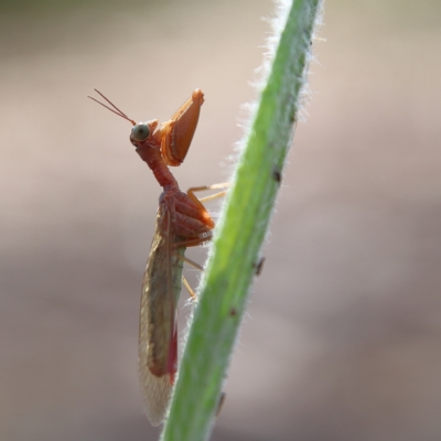 Campion sp. (genus) (Mantis Fly) at Higgins Woodland - 3 Dec 2023 by MichaelWenke