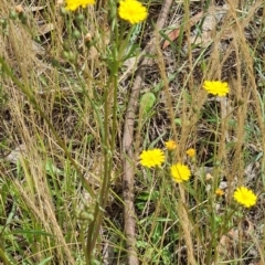 Crepis capillaris (Smooth Hawksbeard) at Little Taylor Grasslands - 2 Dec 2023 by galah681