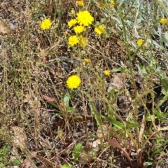 Crepis capillaris at Little Taylor Grassland (LTG) - 3 Dec 2023 10:50 AM