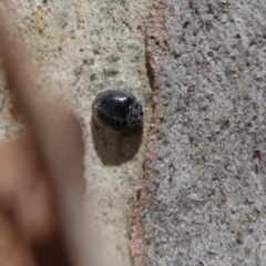 Coccinellidae (family) (Unidentified lady beetle) at Higgins, ACT - 2 Dec 2023 by Trevor