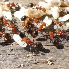 Monomorium sp. (genus) (A Monomorium ant) at QPRC LGA - 2 Dec 2023 by arjay
