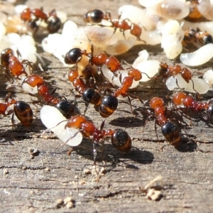 Monomorium sp. (genus) at QPRC LGA - 3 Dec 2023