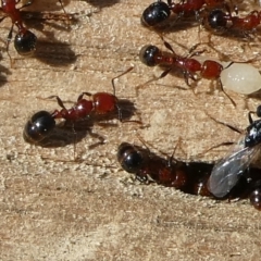 Monomorium sp. (genus) at QPRC LGA - 3 Dec 2023