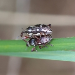 Aoplocnemis rufipes (A weevil) at Mongarlowe, NSW - 3 Dec 2023 by LisaH