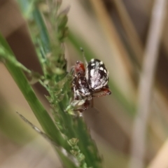 Aoplocnemis rufipes at QPRC LGA - 3 Dec 2023