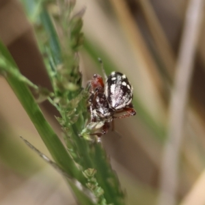 Aoplocnemis rufipes at QPRC LGA - 3 Dec 2023