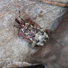 Aoplocnemis rufipes at QPRC LGA - 3 Dec 2023