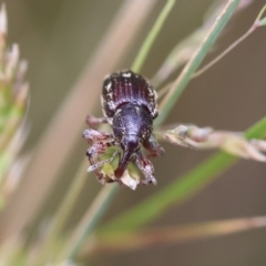 Aoplocnemis rufipes at QPRC LGA - 3 Dec 2023