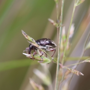 Aoplocnemis rufipes at QPRC LGA - 3 Dec 2023