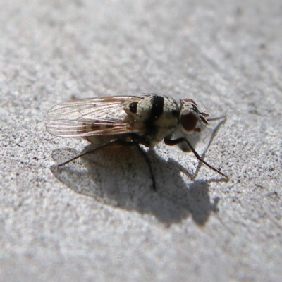 Anthomyia vicarians at Higgins Woodland - 3 Dec 2023 by MichaelWenke