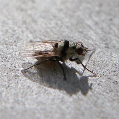 Anthomyia vicarians at Higgins, ACT - 2 Dec 2023 by Trevor