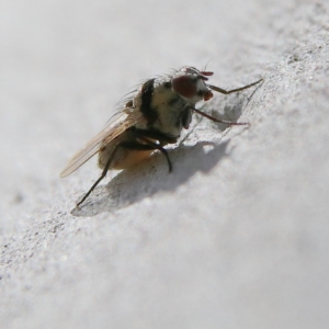 Anthomyia vicarians at Higgins Woodland - 3 Dec 2023