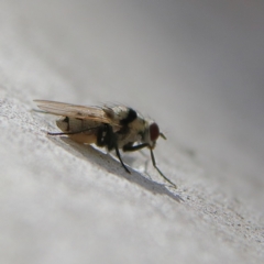 Anthomyia vicarians at Higgins Woodland - 3 Dec 2023