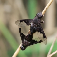 Anthrax dolabratus (Bee fly) at Mongarlowe, NSW - 3 Dec 2023 by LisaH