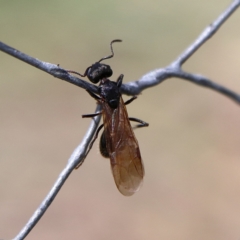 Formicidae (family) (Unidentified ant) at Higgins, ACT - 2 Dec 2023 by Trevor