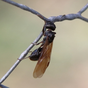 Formicidae (family) at Higgins Woodland - 3 Dec 2023