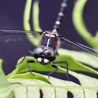 Eusynthemis brevistyla (Small Tigertail) at Mongarlowe River - 3 Dec 2023 by LisaH