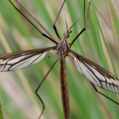 Geranomyia sp. (genus) at Mongarlowe River - 3 Dec 2023 by LisaH