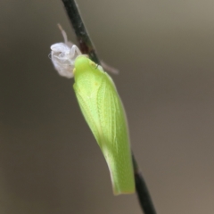 Siphanta acuta (Green planthopper, Torpedo bug) at Higgins Woodland - 3 Dec 2023 by MichaelWenke