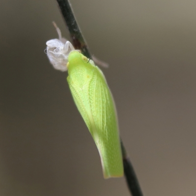 Siphanta acuta (Green planthopper, Torpedo bug) at Higgins, ACT - 2 Dec 2023 by Trevor