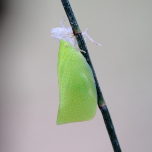 Siphanta acuta at Higgins Woodland - 3 Dec 2023