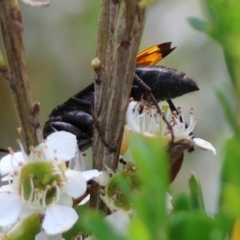 Calopompilus sp. (genus) (Spider wasp) at Mongarlowe, NSW - 3 Dec 2023 by LisaH