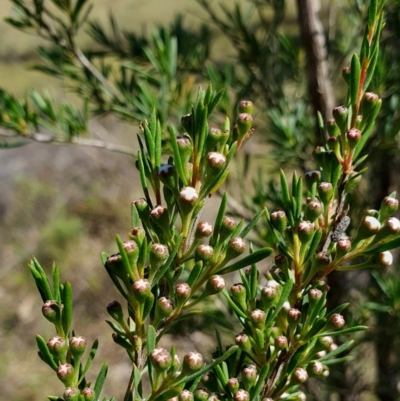 Kunzea ericoides (Burgan) at Yass River, NSW - 2 Dec 2023 by SenexRugosus