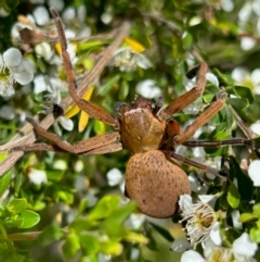 Neosparassus patellatus (Tasmanian Badge Huntsman) at Mongarlowe River - 3 Dec 2023 by LisaH