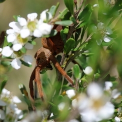 Neosparassus patellatus at QPRC LGA - 3 Dec 2023