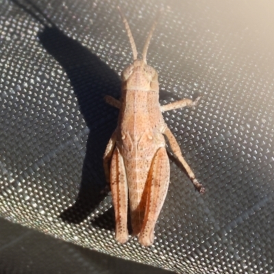 Phaulacridium vittatum (Wingless Grasshopper) at WREN Reserves - 2 Dec 2023 by KylieWaldon