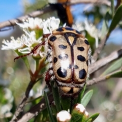 Neorrhina punctata (Spotted flower chafer) at Yass River, NSW - 2 Dec 2023 by SenexRugosus