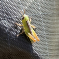 Praxibulus sp. (genus) (A grasshopper) at WREN Reserves - 2 Dec 2023 by KylieWaldon