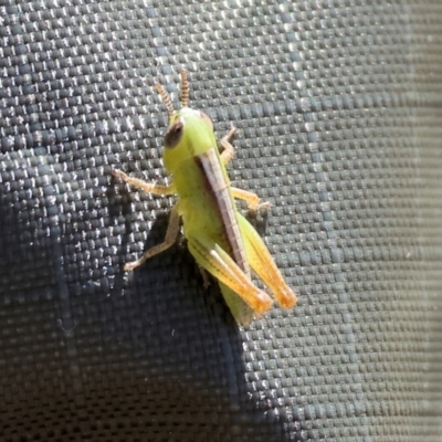 Praxibulus sp. (genus) (A grasshopper) at WREN Reserves - 2 Dec 2023 by KylieWaldon