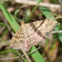 Scopula rubraria (Reddish Wave, Plantain Moth) at Mongarlowe River - 3 Dec 2023 by LisaH