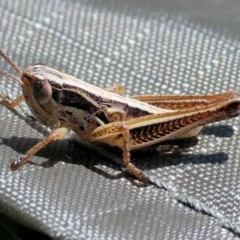 Praxibulus sp. (genus) (A grasshopper) at WREN Reserves - 2 Dec 2023 by KylieWaldon