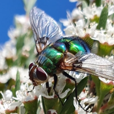 Rutilia (Chrysorutilia) formosa (A Bristle fly) at Yass River, NSW - 2 Dec 2023 by SenexRugosus